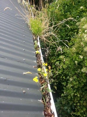 Essential Roof Maintenance Tips for Homeowners: